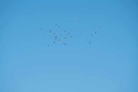 AlenfraProductions_20210626__DSC8835_splet