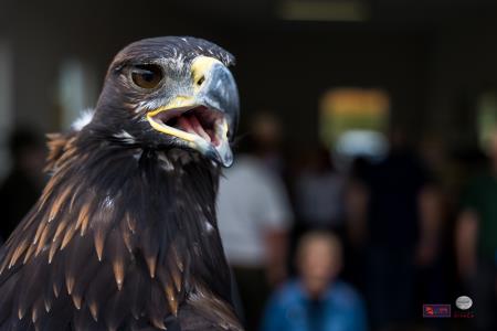 Pivovarstvo-pet_BeGR8-media__6AF9407_logotip