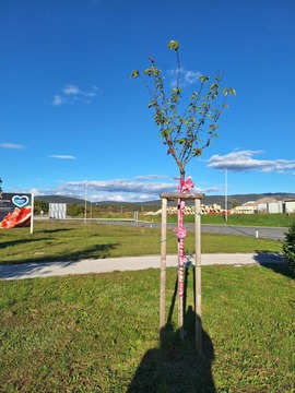 6e5a0ebc-a7de-4c66-ab72-7250a424764b